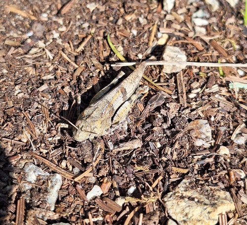 Blue-winged Grasshopper