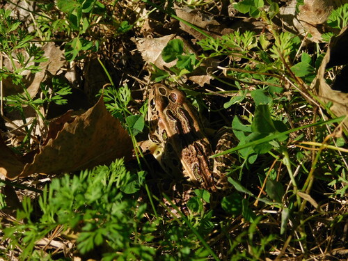 Northern Leopard Frog