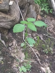 Impatiens pallida