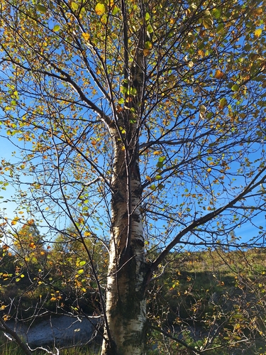 Downy Birch