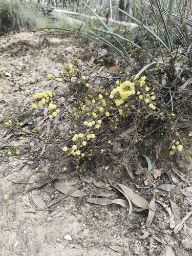 Thin-leaf Wattle