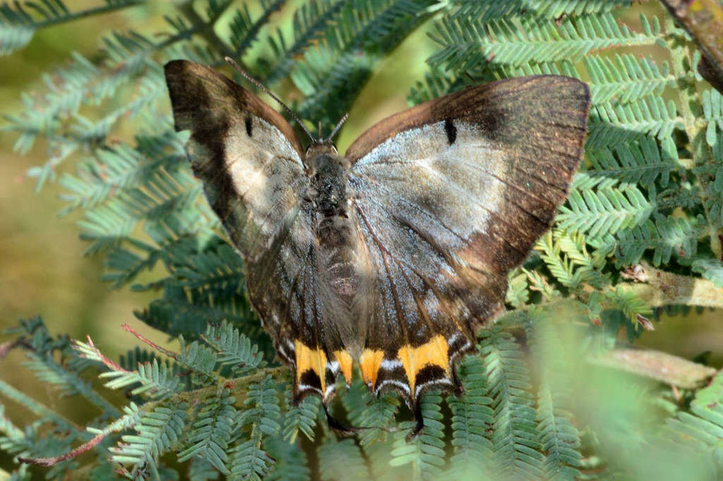 Jalmenus evagoras