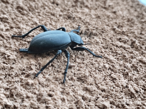Lithoblaps gigas