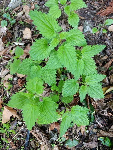 great stinging nettle