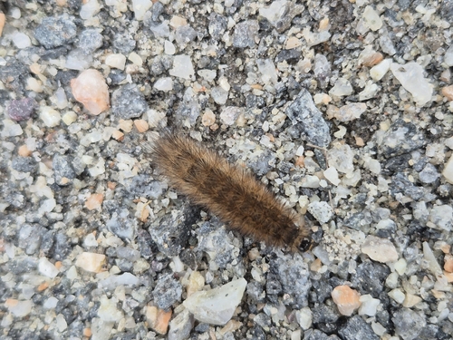Ruby Tiger Moth