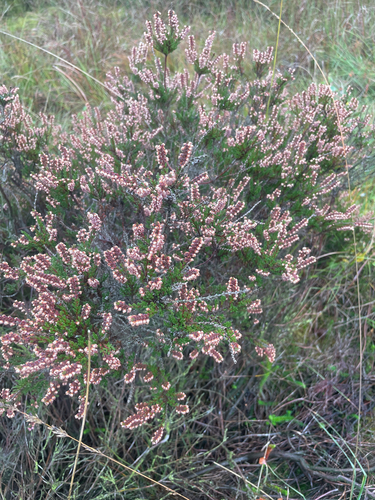 common heather