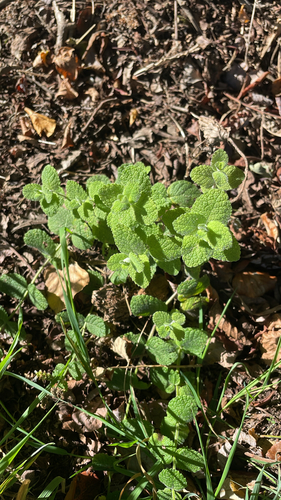 Apple Mint