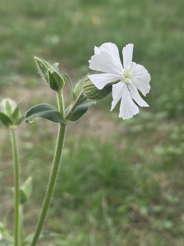 white campion