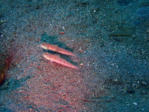 Valenciennea puellaris observed 2026-09-23
