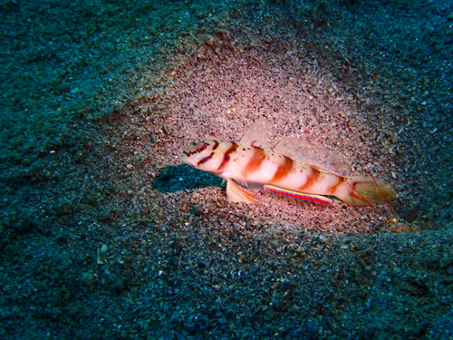 Amblyeleotris diagonalis observed 2026-09-23