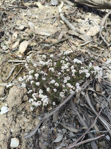 common beard-heath