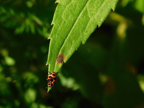 Spotted Pink Lady Beetle