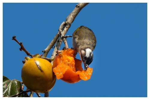 Light-vented Bulbul