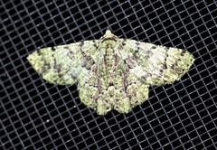 Aeolochroma hypochromaria