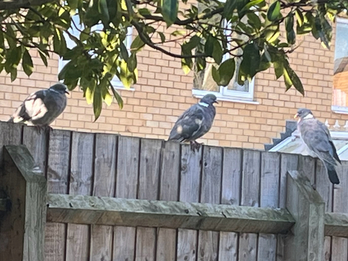 Common Wood-Pigeon