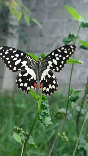Lime Swallowtail