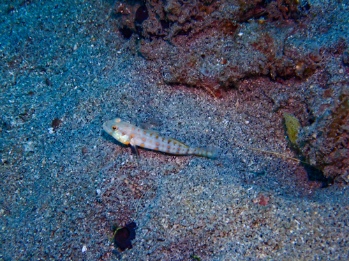 Valenciennea puellaris observed 2026-09-23