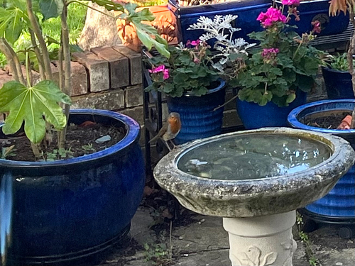 European Robin