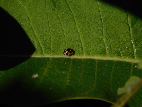 Fourteen-spotted Lady Beetle