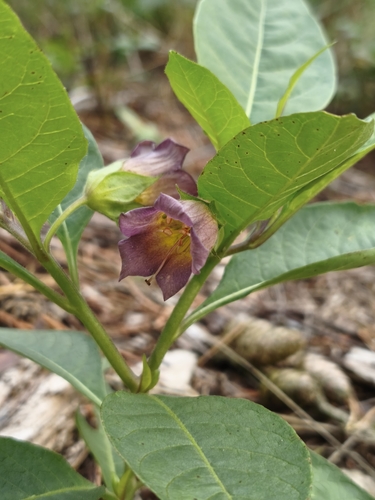 Deadly Nightshade