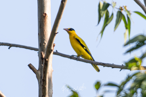 Black-naped Oriole