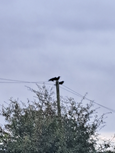 Rook