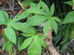 Distimake tuberosus