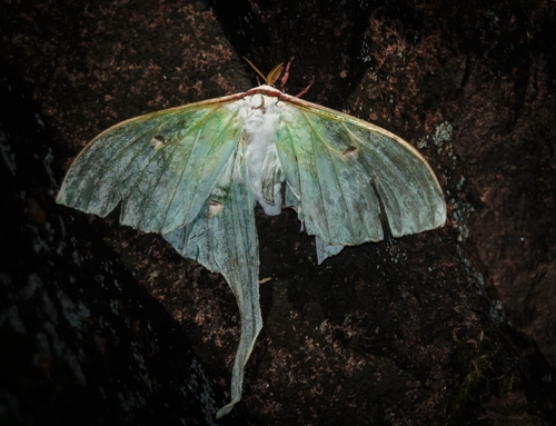 Chinese Moon Moth