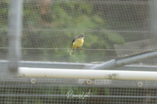 Grey Wagtail