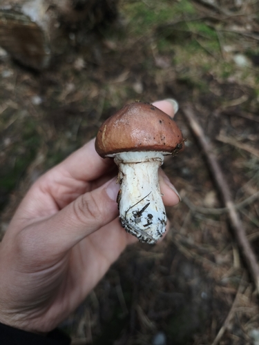 Purple-veiled Slippery Jack