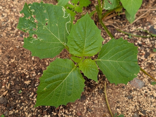 Physalis angulata observed 2026-09-23