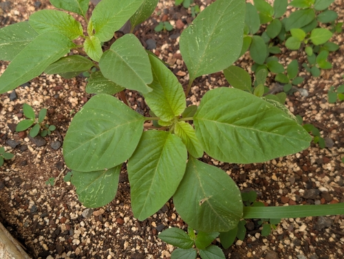 Amaranthus viridis observed 2026-09-23