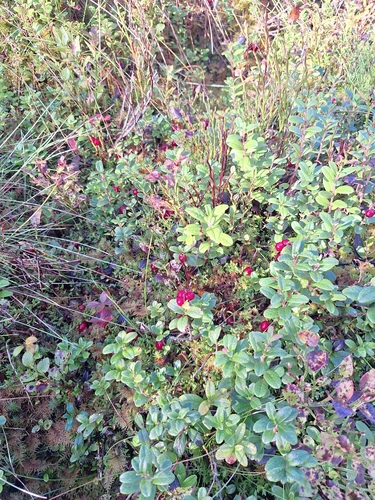 Lingonberry