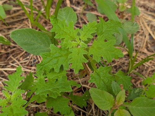 Dysphania carinata