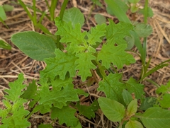 Dysphania carinata
