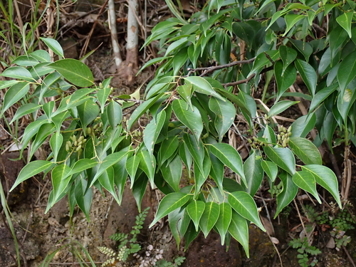Pentaphylax euryoides observed 2026-09-17