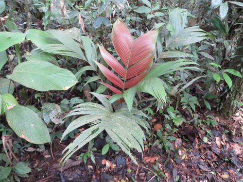 Geonoma brongniartii