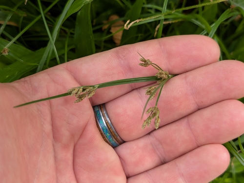 Fimbristylis dichotoma