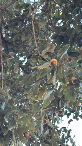 Portuguese oak