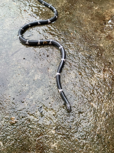 Ceylon Krait