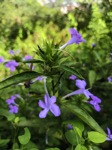 Philippine violet
