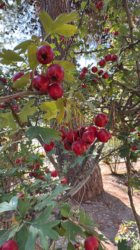 common hawthorn
