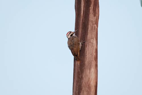 iNaturalist image