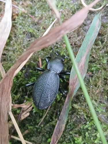 Leather Beetle