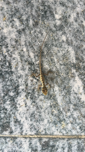 Indian Garden Lizard