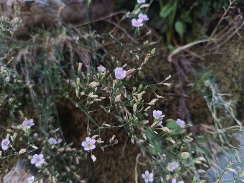 Tunicflower