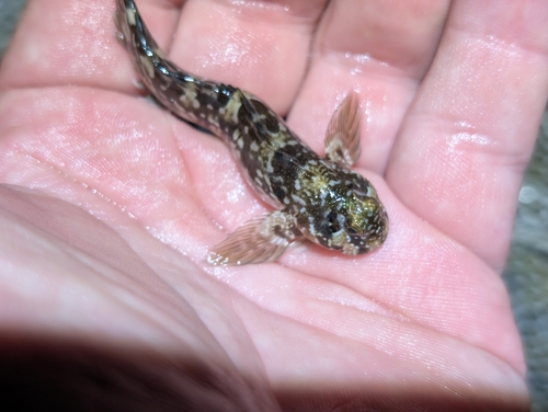Entomacrodus marmoratus observed 2026-09-23