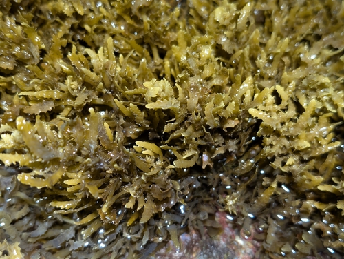 Sargassum aquifolium observed 2026-09-23