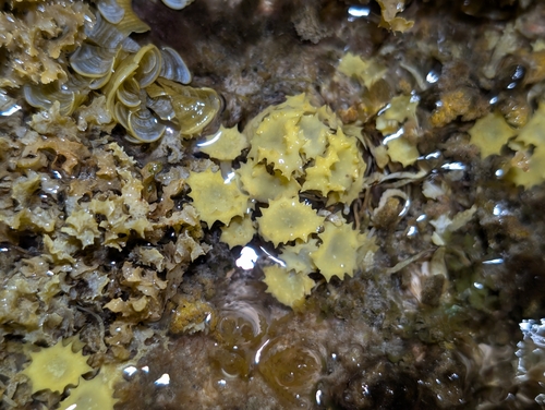 Turbinaria ornata observed 2026-09-23