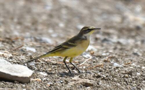 Western Yellow Wagtail